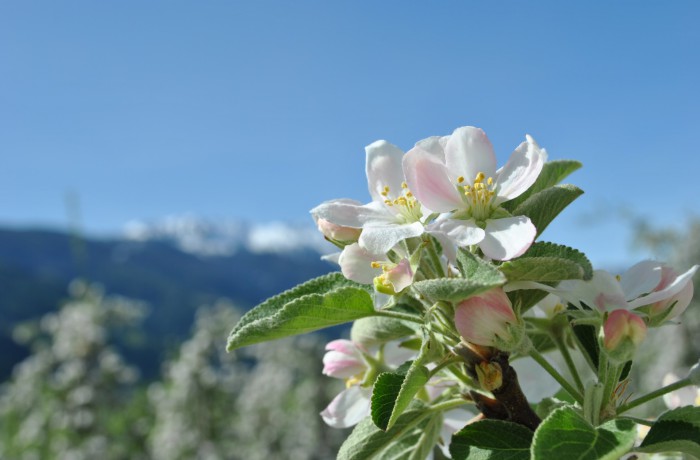 Frühlingserwachen